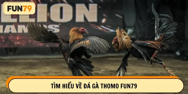Khái quát đá gà Thomo FUN79 cho newbie